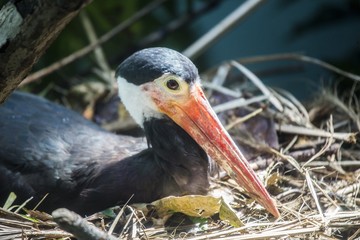 Storm's Stork (Ciconia stormi)