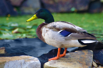 Male Duck on Rock Beside Small Pond