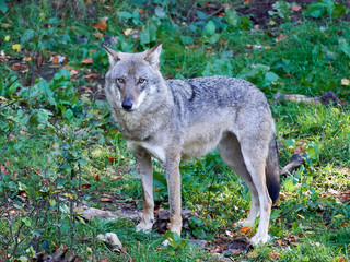 Naklejka na ściany i meble Grey wolf (Canis lupus)