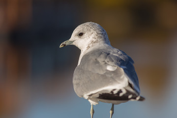 portrait of a seagull