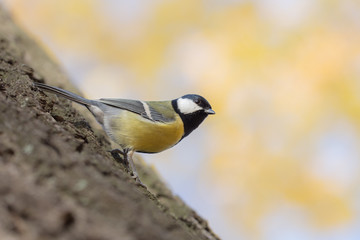 tit on a tree trunk in autumn