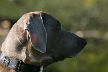 Weimaraner