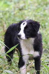 Border Collie Dog