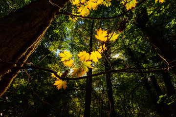 Fototapeta premium Vibrant autumn colors on a sunny day in the forest, with bright colored tree tops