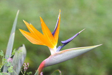 Fototapeta na wymiar Bird of paradise flower