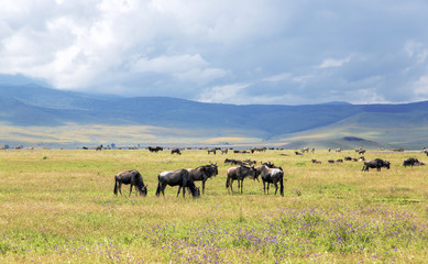 Herds of zebra and blue wildebeest grazing in the savannah at Ngorongoro Crater Conservation Area, Tanzania. East Africa