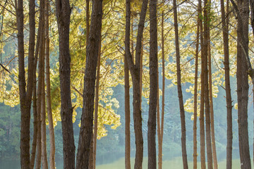 Obraz premium Tranquil scenery of lakeside forest