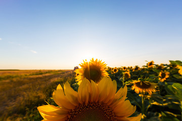 Sunflowers in rural field, profiled on bright sun light