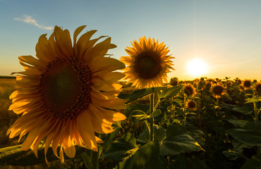 Sunflowers in rural field, profiled on bright sun light