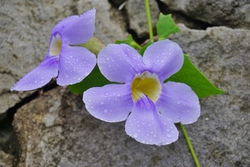 Tropical blue trumpet vine flower (thunbergia laurifolia) or Laurel Clockvine © eqroy