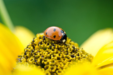 Biedronka © Pawel