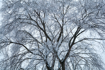Tree, covered with ice and frost. Winter natural background. the texture of the tree branches