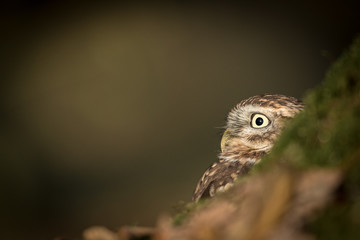 Adult Little Owl