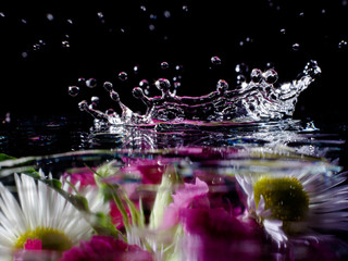 image of chamomile flowers and cloves in water with splashes in the form of a crown