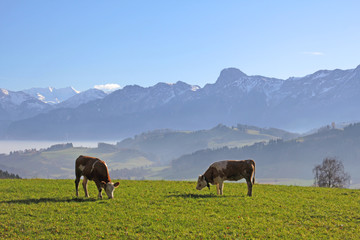 Rinder, Längenberg, Alpen, Schweiz 