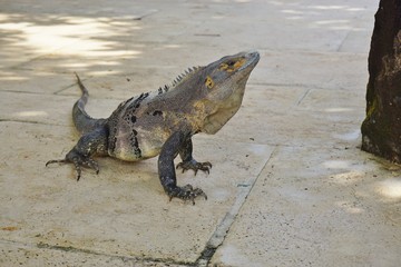 Wild iguana in the shade in Costa Rica