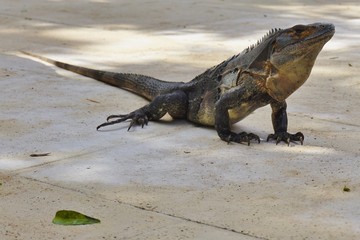 Wild iguana in the shade in Costa Rica