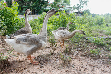 white geese