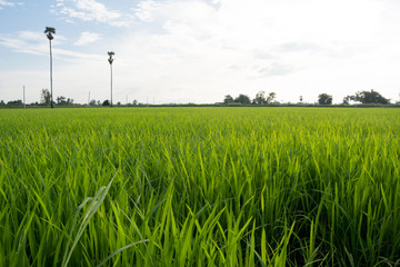 Fototapeta na wymiar Asia rice farm landscape background