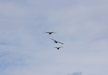 group of birds flying in the sky against the clouds in the beginning twilight