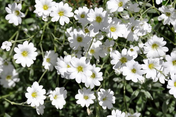 Group of flowering boreal chickweed Cerastium biebersteinii 