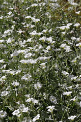 Group of flowering boreal chickweed Cerastium biebersteinii 