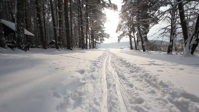 country skiing in the winter forest
