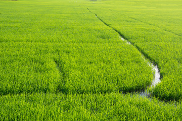 Obraz premium Asia rice farm landscape background