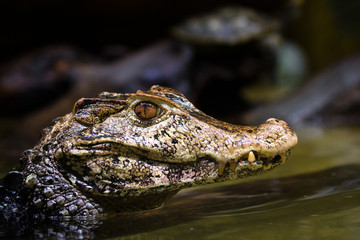 Obraz premium A caimans head