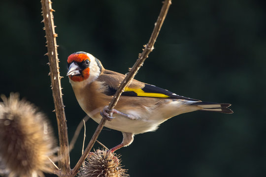 Goldfinch (Carduelis Carduelis)