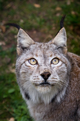 Obraz premium Lynx portrait