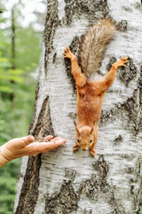 Fototapeta na wymiar Portrait of a beautiful squirrel with a nut sitting on birch trunk
