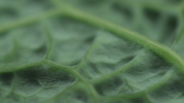 Macro shot of savoy cabbage leaf