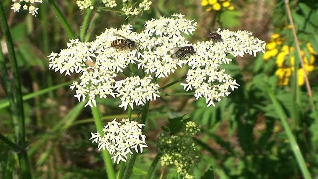 Auf dem Giersch treffen sich die verschiedensten Insekten