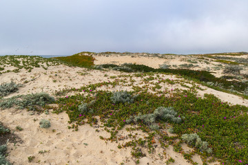 Misty day on Sandy beach near Monterey Bay, Central Pacific coast of California, USA