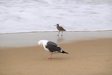 Misty day on Sandy beach near Monterey Bay, Central Pacific coast of California, USA