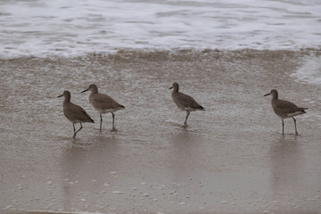 Misty day on Sandy beach near Monterey Bay, Central Pacific coast of California, USA