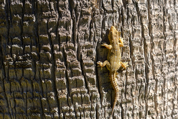 Fototapeta premium Close view of yellow lizard crawling on a tree trunk.