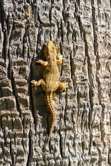 Fototapeta premium Close view of yellow lizard crawling on a tree trunk.