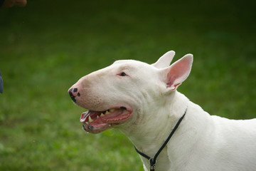 White pitbull on the lead  portrait
