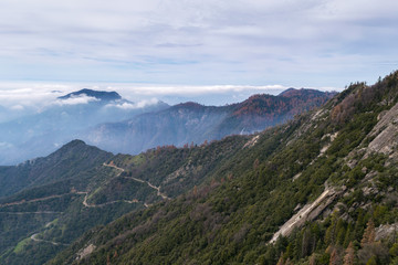 Panorama,Giant Forest, Sequoia National Park, California, USA