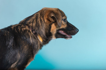 Profile of a dog on arctic blue background