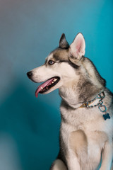 Siberian Husky poses in studio