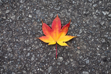Real Maple leaf on Asphalt Road