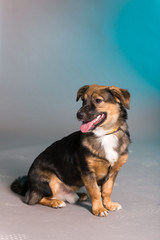 Stray dog studio portrait