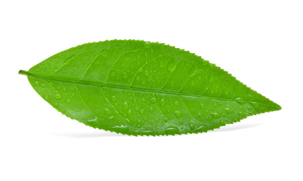 leaves green tea with drops of water isolated on white backgroun