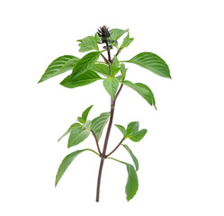 Sweet Basil on white background
