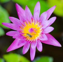 Pink lotus blossoms or water lily flowers blooming on pond,Pink