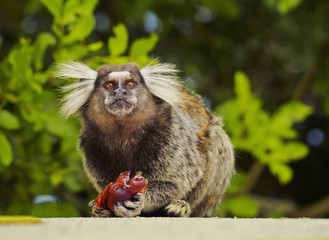 Brazil, City of Rio de Janeiro, Leme, Black-tufted marmoset(Callithrix penicillata) in the green...