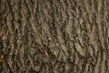 Wooden bark textured